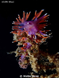 Flabellina by Walter Bassi 
